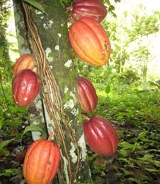 Willies chocolate cacao tree